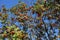 Plenty of orange berries on branches of rowan against blue sky i