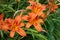 Plenty of Orange lilium/lily Lilium bulbiferum also known as Fire Lily.