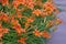Plenty of Orange lilium/lily Lilium bulbiferum also known as Fire Lily.