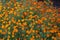 Plenty of orange tagetes blooming in flower bed