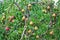 Plenty of pears growing on a tree