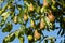 Plenty of pears growing on a tree. Blue sky background