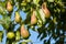 Plenty of pears growing on a tree. Blue sky background