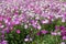 Plenty of petunias in various shades of pink