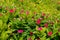 Plenty of pink catharanthus roseus flowers in flowerbed