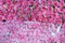 Plenty pink natural flowers seamless background