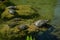 Plenty of pond slider turtle Trachemys scripta are basking in the sun on rocks in a pond