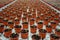 Plenty of potted lettuce growing in greenhouse