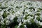 Plenty of pure white flowers of petunias in June