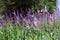 Plenty of purple an d pink flowers of larkspur