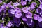 Plenty of Purple Petunia flowers blooming in the garden.