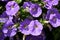 Plenty of Purple Petunia flowers blooming in the garden.