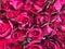 Plenty red natural roses pattern. Horizontal image of 101 roses bouquet