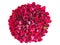 Plenty red natural roses on white background. Horizontal image of 101 roses bouquet