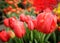 plenty of red tulips ready to dissolve buds