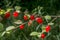 Plenty of red wild berries growing on the branch in the forest