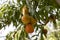 Plenty of ripen peaches hanging on a tree in a fruit garden
