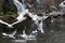 Plenty of seagulls on a river located in ZÃ¼rich, Switzerland