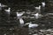 Plenty of seagulls on a river located in ZÃ¼rich, Switzerland