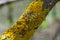 Plenty of small golden colored maritime sunburst lichen, xanthoria parietina, with green moss and some small rocks