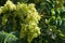 Plenty of unripe seeds of Ailanthus altissima