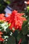 Plenty of Vibrant Big Red Flowers Photographed in Madeira