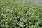 Plenty of violet flowers of Ageratum houstonianum