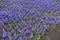 Plenty of violet flowers of Armenian grape hyacinths