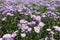 Plenty of violet flowers of Erigeron