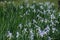 Plenty of violet flowers of Iris spuria