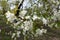 Plenty of white flowers on branches of cherry in spring