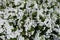 Plenty of white flowers of petunias