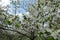 Plenty of white flowers of sour cherry against the sky