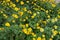Plenty yellow flowerheads of Heliopsis helianthoides