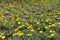 Plenty of yellow flowers of Cota tinctoria Kelwayi