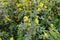 Plenty of yellow flowers of Oregon grape