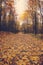 Plenty of yellow maple leaves cover the autumn walkway in the park