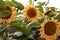 Plenty of yellow sunflowers in the cornfield