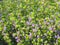 Pleocaulus Ritchei - Bunch of flowers - Kaas Plateau - Purple and green background