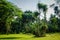 Pleomele agave tree exotic tree from rainforest in bogor indonesia