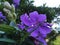 Pleroma urvilleanum in bloom