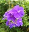 Pleroma urvilleanum nice purple flower in hongkong Central botanical garden