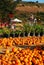 A plethora of pumpkins are for sale