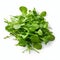 Plethora of Vibrant Green Arugula Spice Leaves Created With Generative AI Technology