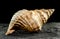 Pleuroploca trapezium seashell on a dark background