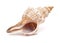 Pleuroploca trapezium, trapezium horse conch