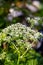 Pleurospermum austriacum flower growing in mountains