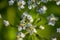 Pleurospermum austriacum flower growing in mountains