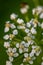 Pleurospermum austriacum flower growing in mountains