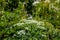 Pleurospermum austriacum flower growing in mountains